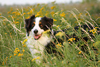 Australian Shepherd Portrait