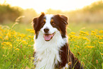 Australian Shepherd Portrait