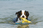 playing Australian Shepherd