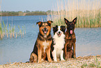3 dogs