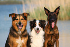 3 dogs