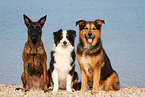 3 dogs