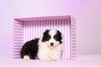 Australian Shepherd Puppy