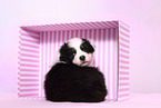 Australian Shepherd Puppy