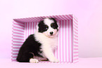 Australian Shepherd Puppy
