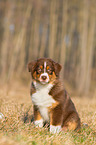Australian Shepherd Puppy