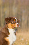 Australian Shepherd Puppy