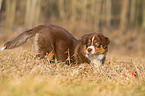 Australian Shepherd Puppy