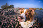 Australian Shepherd Portrait