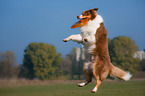 playing Australian Shepherd