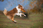 playing Australian Shepherd
