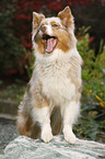 Australian Shepherd