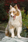 Australian Shepherd