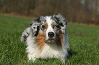 lying Australian Shepherd