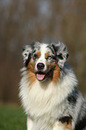 Australian Shepherd Portrait