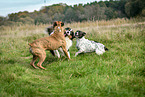 playing dogs