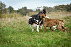 playing dogs