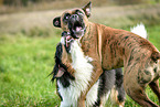 playing dogs