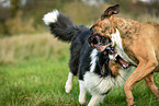 playing dogs