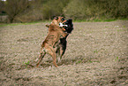 playing dogs