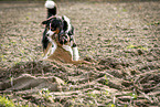 playing dogs