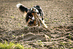 playing dogs