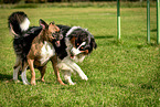 playing dogs