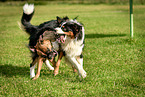 playing dogs