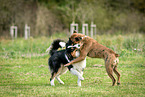 playing dogs