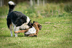 playing dogs
