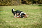 playing dogs