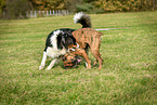 playing dogs
