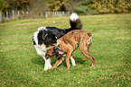 playing dogs