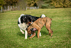 playing dogs