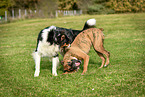 playing dogs
