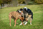 playing dogs