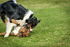 playing dogs