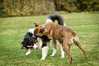 playing dogs