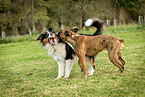 playing dogs