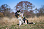 ashamed Australian Shepherd