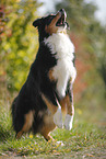 Australian Shepherd catches treat
