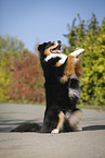 begging Australian Shepherd