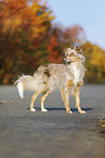 standing Australian Shepherd