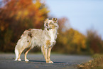 standing Australian Shepherd