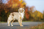 standing Australian Shepherd