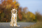 standing Australian Shepherd