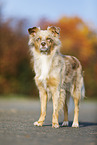 standing Australian Shepherd