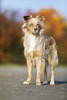 standing Australian Shepherd