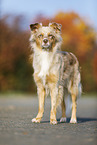 standing Australian Shepherd
