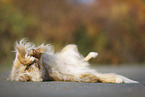 lying Australian Shepherd
